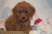 Cecile, a female Miniature Goldendoodle for sale in Harrison, AR – 1 of 9