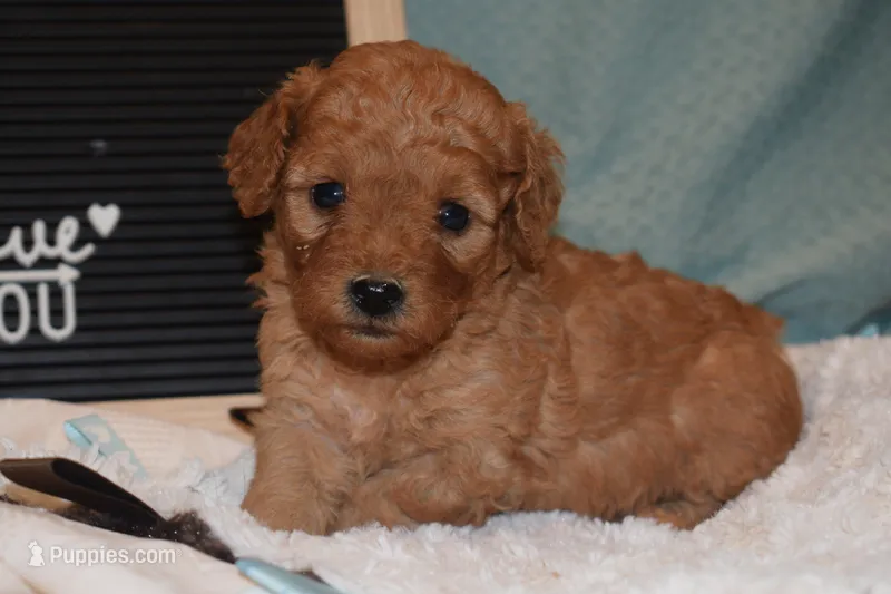 Milo – Miniature Goldendoodle puppy for sale in Harrison, AR