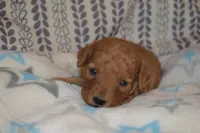 Milo, a male Miniature Goldendoodle for sale in Harrison, AR – Photo 2 of 2