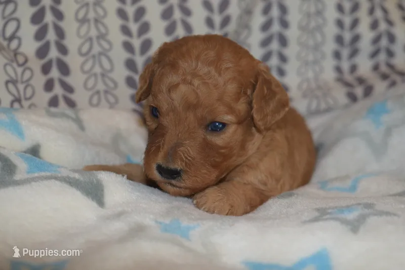 Milo – Miniature Goldendoodle puppy for sale in Harrison, AR