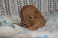 Milo, a male Miniature Goldendoodle for sale in Harrison, AR – Photo 1 of 2