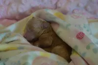 Poppy, a female Goldendoodle for sale in Harrison, AR – Photo 2 of 3