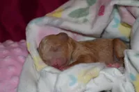 Poppy, a female Goldendoodle for sale in Harrison, AR – Photo 3 of 3