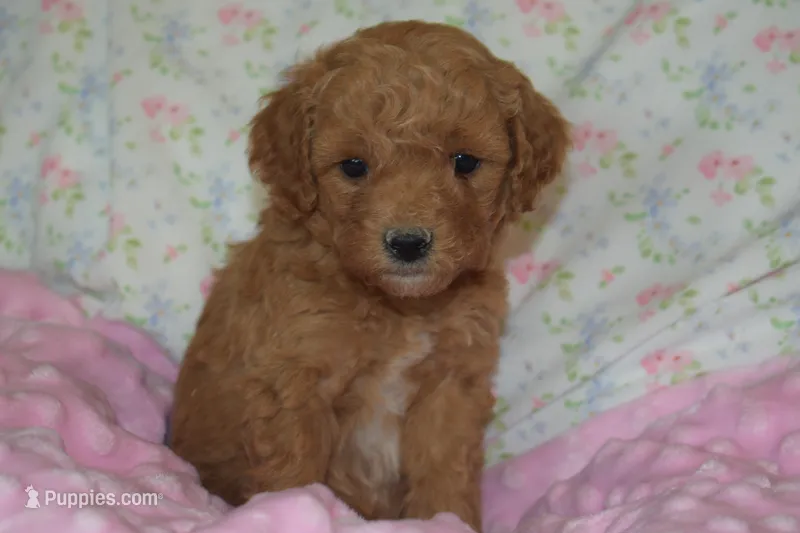 Poppy – Goldendoodle puppy for sale in Harrison, AR