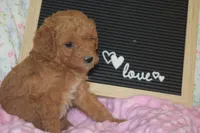 Poppy, a female Goldendoodle for sale in Harrison, AR – Photo 2 of 5