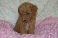 Poppy, a female Goldendoodle for sale in Harrison, AR – Photo 3 of 5