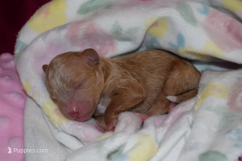 Poppy – Goldendoodle puppy for sale in Harrison, AR
