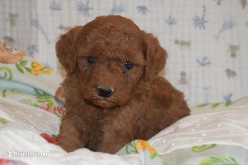 Peanut – Miniature Goldendoodle puppy for sale in Harrison, AR
