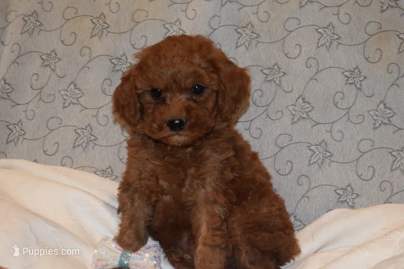 Peanut – Miniature Goldendoodle puppy for sale in Harrison, AR