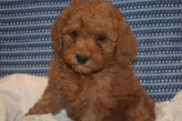 Peanut, a male Miniature Goldendoodle for sale in Harrison, AR – 1 of 9