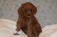Peanut, a male Miniature Goldendoodle for sale in Harrison, AR – 8 of 9