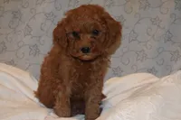 Peanut, a male Miniature Goldendoodle for sale in Harrison, AR – 9 of 9