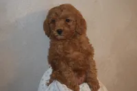 Peanut, a male Miniature Goldendoodle for sale in Harrison, AR – 4 of 9
