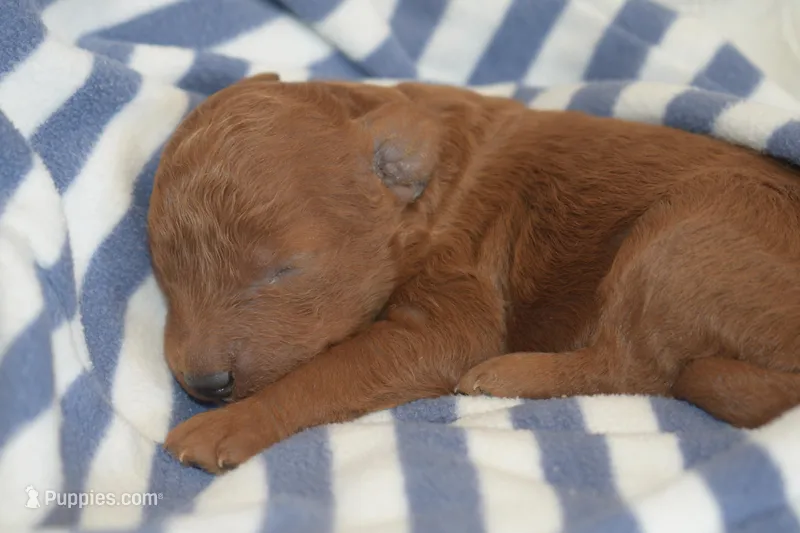 Peanut – Miniature Goldendoodle puppy for sale in Harrison, AR
