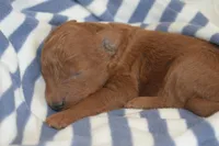 Peanut, a male Miniature Goldendoodle for sale in Harrison, AR – Photo 1 of 4