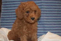 Peanut, a male Miniature Goldendoodle for sale in Harrison, AR – 3 of 9