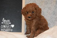 Peanut, a male Miniature Goldendoodle for sale in Harrison, AR – 6 of 9
