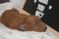 Peanut, a male Miniature Goldendoodle for sale in Harrison, AR – Photo 2 of 4