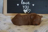 Peanut, a male Miniature Goldendoodle for sale in Harrison, AR – Photo 4 of 4