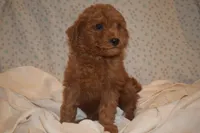 Peanut, a male Miniature Goldendoodle for sale in Harrison, AR – 2 of 9