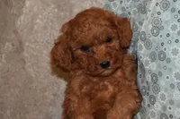 Peanut, a male Miniature Goldendoodle for sale in Harrison, AR – 7 of 9