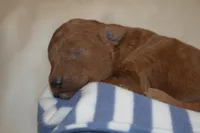 Peanut, a male Miniature Goldendoodle for sale in Harrison, AR – Photo 3 of 4