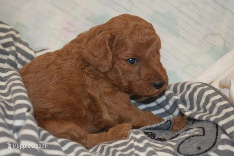 Peanut – Miniature Goldendoodle puppy for sale in Harrison, AR
