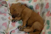 Belle , a female Miniature Goldendoodle for sale in Harrison, AR – 6 of 7