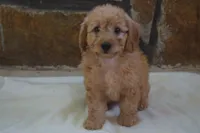 Maverick, a male Miniature Goldendoodle for sale in Harrison, AR – 6 of 10