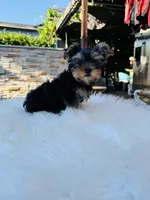 Violet, a female Yorkshire Terrier for sale in Union City, CA – 3 of 4