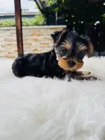Violet, a female Yorkshire Terrier for sale in Union City, CA – 4 of 4
