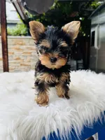 Koa, a male Yorkshire Terrier for sale in Union City, CA – 4 of 4