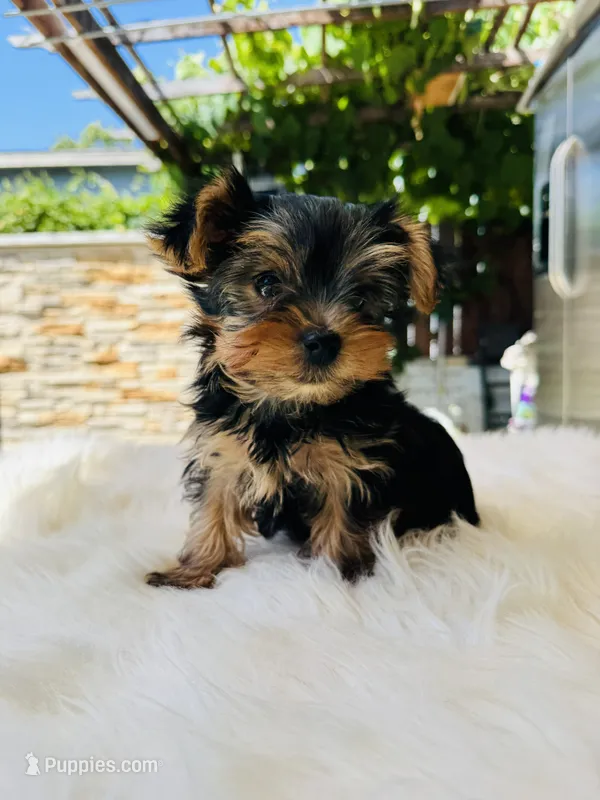 Tony – Yorkshire Terrier puppy for sale in Union City, CA