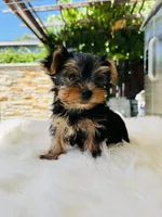Tony, a male Yorkshire Terrier for sale in Union City, CA – 1 of 3