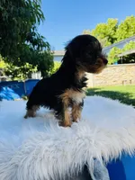 Tom, a male Yorkshire Terrier for sale in Union City, CA – 4 of 4