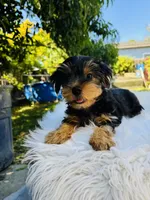 Tom, a male Yorkshire Terrier for sale in Union City, CA – 2 of 4