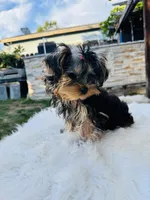 Violet, a female Yorkshire Terrier for sale in Union City, CA – 1 of 4