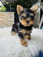 Koa, a male Yorkshire Terrier for sale in Union City, CA – 1 of 4