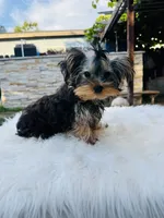 Violet, a female Yorkshire Terrier for sale in Union City, CA – 2 of 4