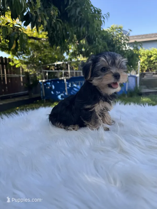 Cece  – Yorkshire Terrier puppy for sale in Union City, CA