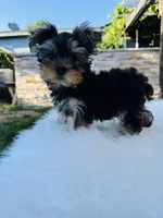 Violet, a female Yorkshire Terrier for sale in Union City, CA – 4 of 4
