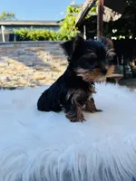 Taylor, a male Yorkshire Terrier for sale in Union City, CA – 4 of 4