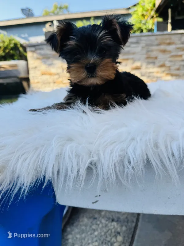 Taylor – Yorkshire Terrier puppy for sale in Union City, CA