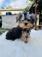 Violet, a female Yorkshire Terrier for sale in Union City, CA – 4 of 4