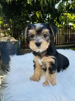 Tom, a male Yorkshire Terrier for sale in Union City, CA – 1 of 4
