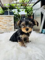 Cece , a female Yorkshire Terrier for sale in Union City, CA – Photo 3 of 3