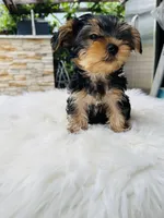 Cece , a female Yorkshire Terrier for sale in Union City, CA – Photo 2 of 3