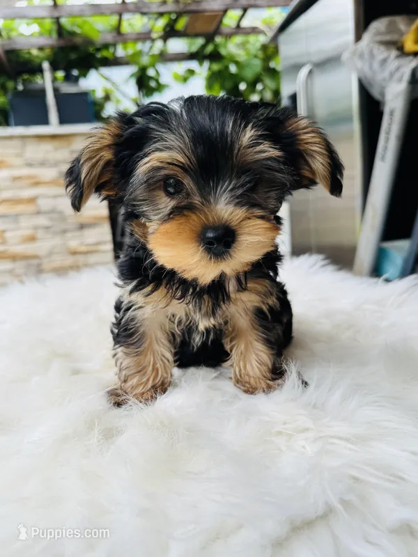 Cece  – Yorkshire Terrier puppy for sale in Union City, CA
