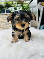 Cece , a female Yorkshire Terrier for sale in Union City, CA – Photo 1 of 3