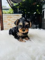 Violet, a female Yorkshire Terrier for sale in Union City, CA – 3 of 4